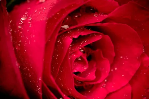 漂亮红玫瑰特写玫瑰花图片
