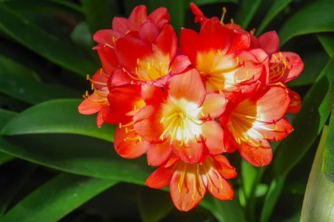 漂亮红色花朵图片 漂亮红色花朵图片