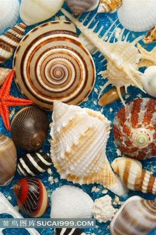 大海的贝壳和海螺图