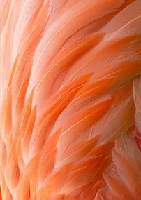 美丽的鸟类羽毛背景高清图片1