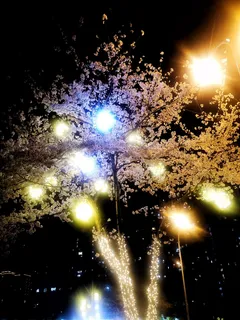 夜景灯中盛开的樱花“樱花节”