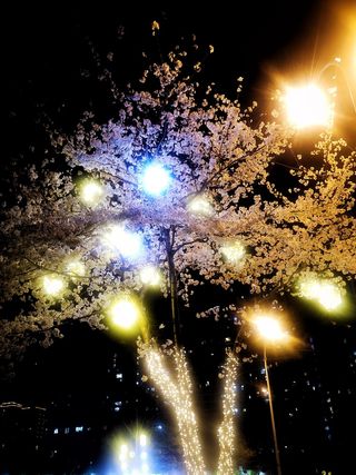 夜景灯中盛开的樱花“樱花节”