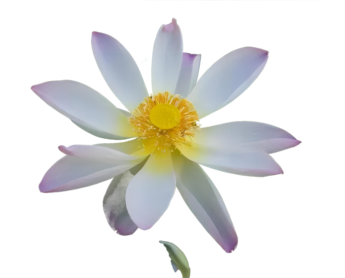 莲花免抠图