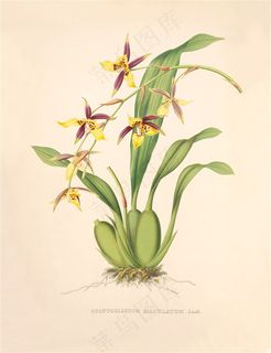 高清兰花花卉彩绘插画图片绘画图片