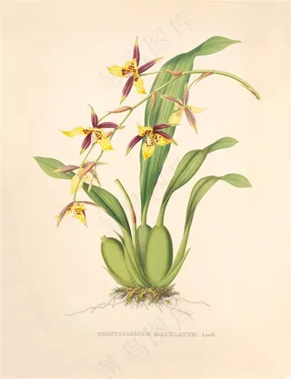 高清兰花花卉彩绘插画图片绘画图片