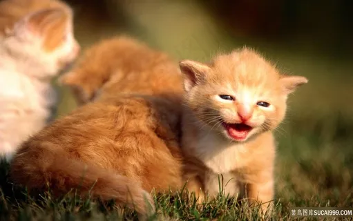 开心的小猫唯美草地美景 开心的小猫唯美草地美景