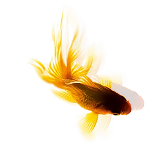 中国古风元素金鱼