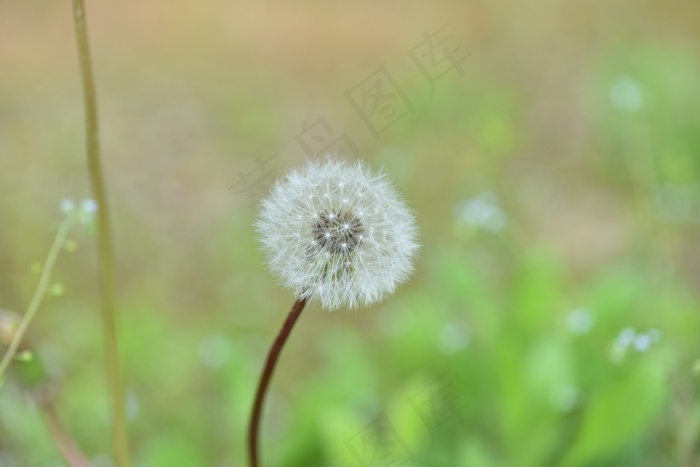 白色蒲公英花壁纸图片