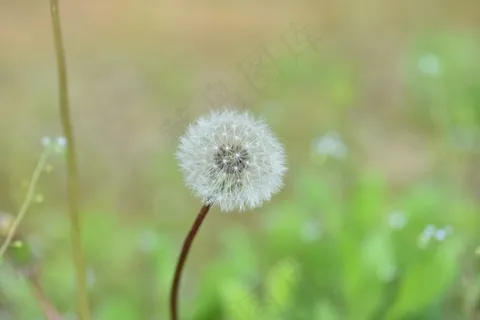 白色蒲公英花壁纸图片 白色蒲公英花壁纸图片