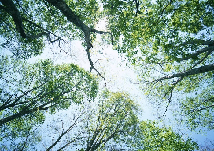 森林风景美丽的素材