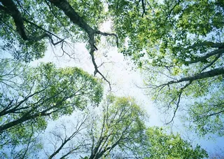 森林风景美丽的素材