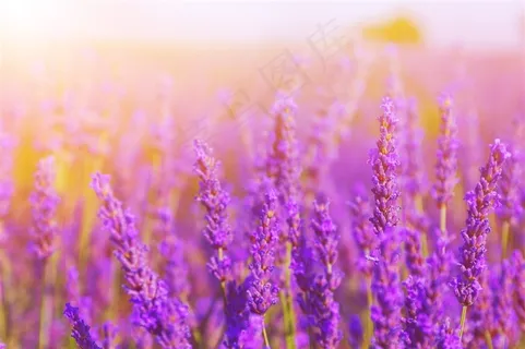 美丽的薰衣草景色风景图片