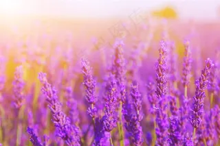 美丽的薰衣草景色风景图片