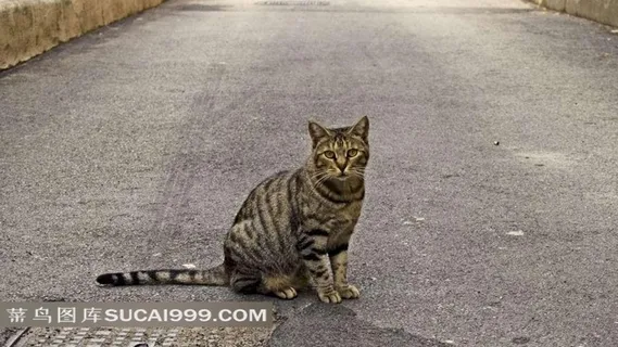 坐在道路中间的花猫