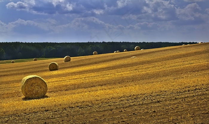黄色稻田稻草包图片