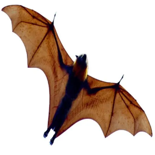 蝙蝠 PNG(350x350)