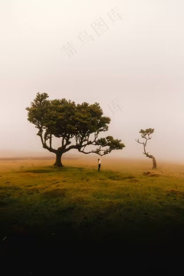 草原上的大树
