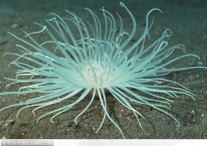 艳丽的珊瑚-展开的洁白珊瑚