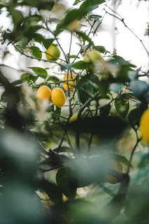 黄色柠檬树图片