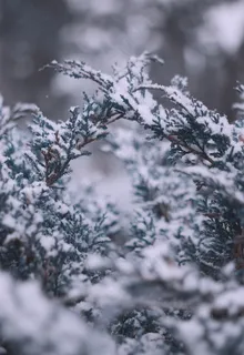 冬天松树雪景特写图片 冬天松树雪景特写图片