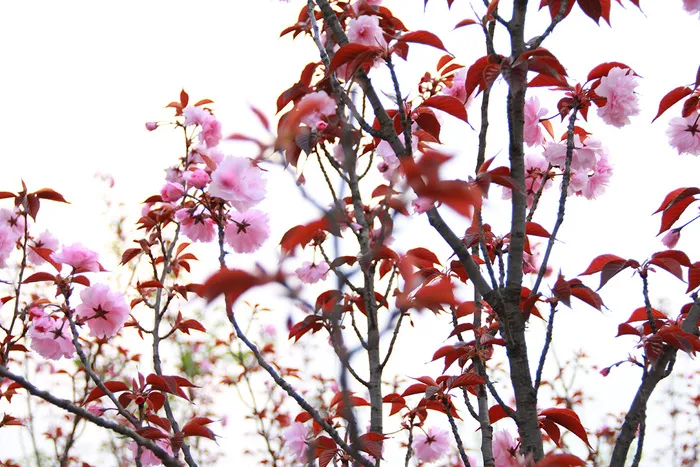 春天红叶粉花