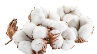 现代农业棉花