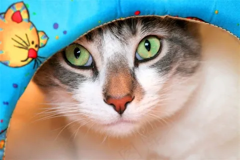 猫萌宠美图素材