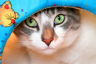 猫萌宠美图素材