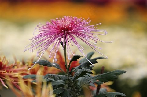 上海松江五厍现代农业园菊花摄影图片