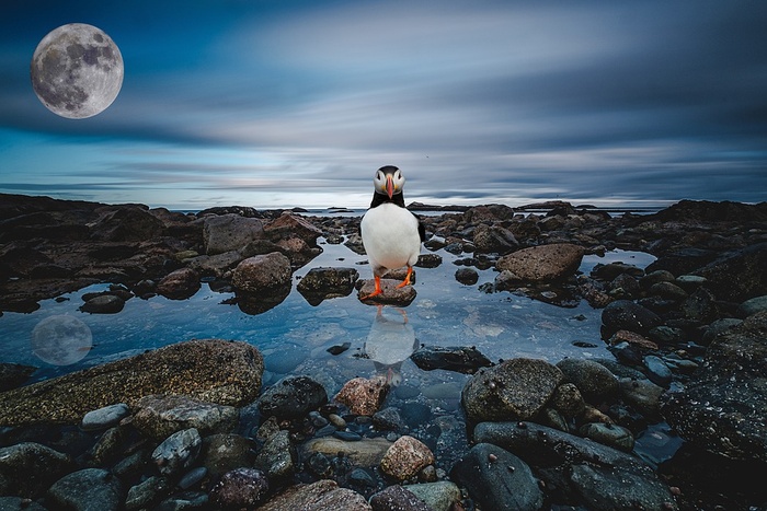 冬天企鹅背景风景
