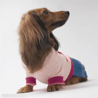 小型犬-歪头的狗狗