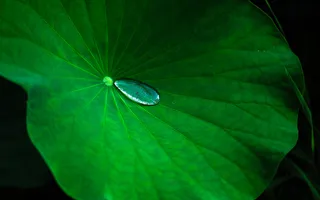 夏季夏天荷叶水珠