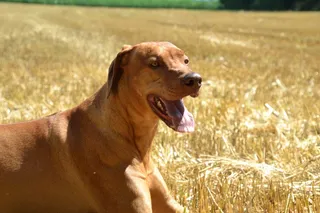 棕色警卫犬图片