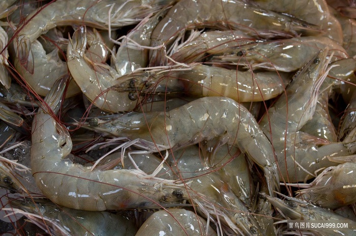 新鲜的大对虾