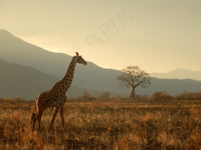 长颈鹿图片