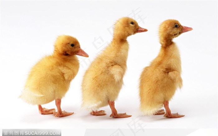 三只小鸭子
