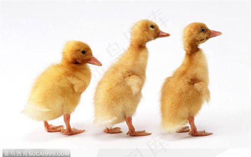 三只小鸭子