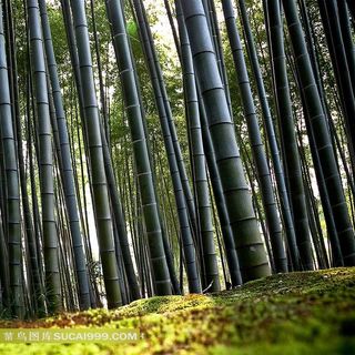 幽静的竹林图片素材