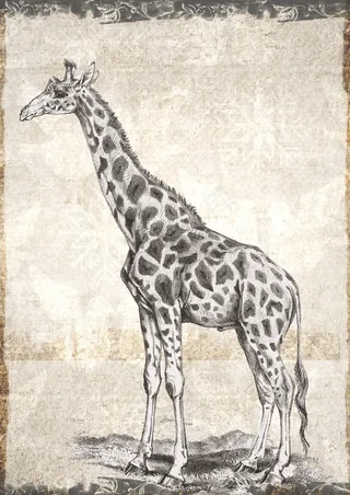 长颈鹿画像图片