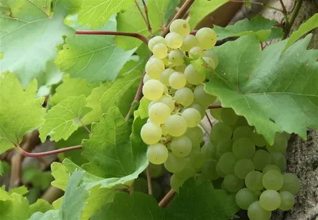 果园里的新鲜的葡萄