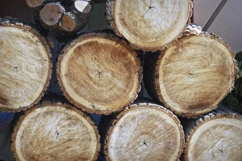 木柴桩木头图片 木柴桩木头图片