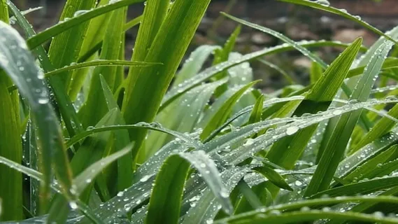 草, 滴, 绿色, 花园, 夏天, 雨, 植物, 植物群