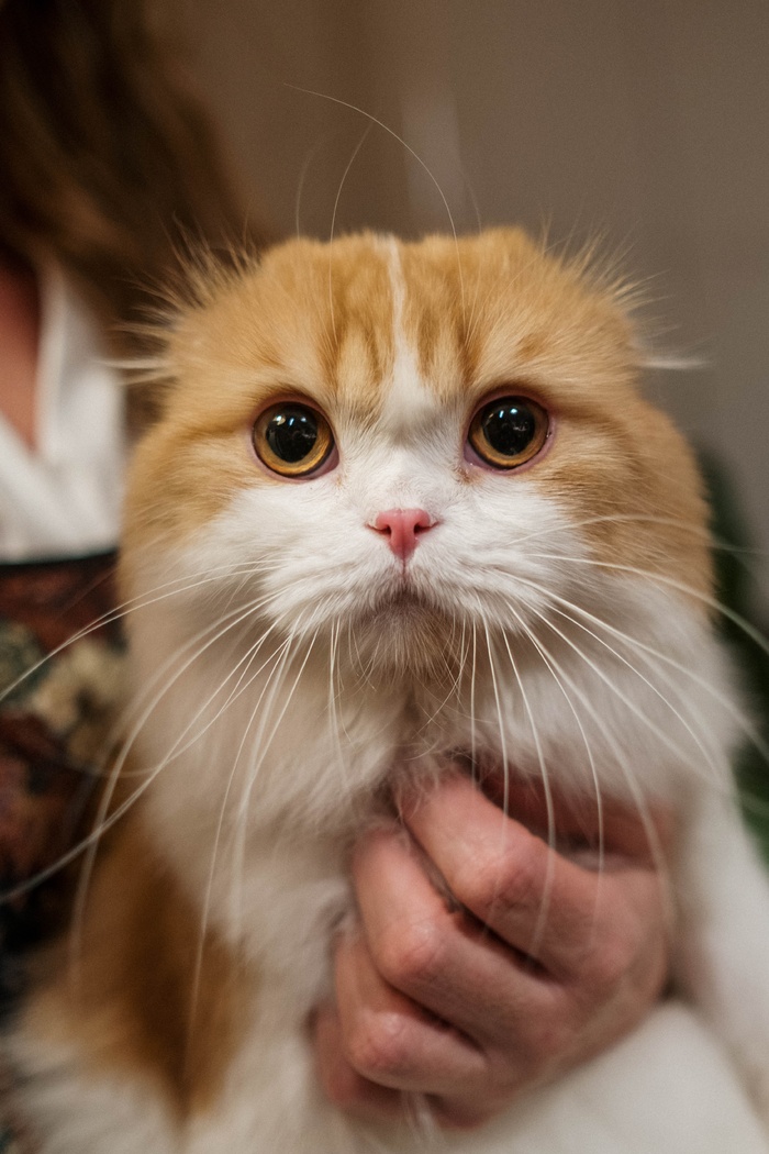 可爱猫咪猫猫摄影素材