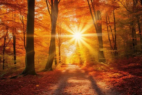 秋天森林红色树叶落叶阳光照射下摄影图