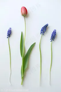 郁金香薰衣草花朵白底图片