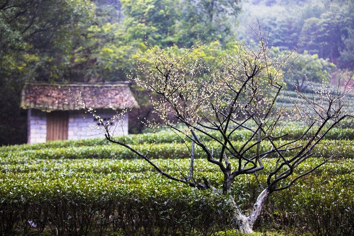 梅花图片素材