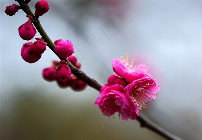 春天鲜艳的梅花精美素材