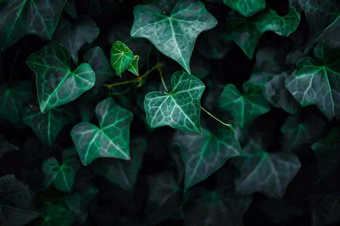 清新绿叶绿植植物叶子特写立夏夏至大暑春夏摄影图