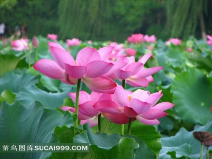 清新荷花池摄影图