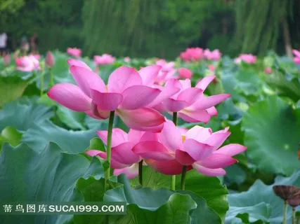 清新荷花池摄影图 清新荷花池摄影图